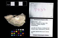 Foto (Objekt + Etikett) von Pithonoton marginatum (von Meyer, 1842)  (NHMW-GEO-2014-0194-0837)